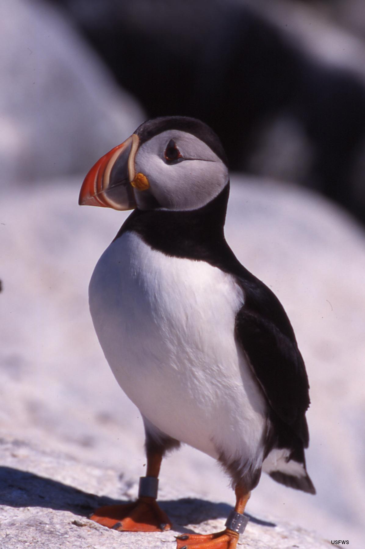 Atlantic Puffin